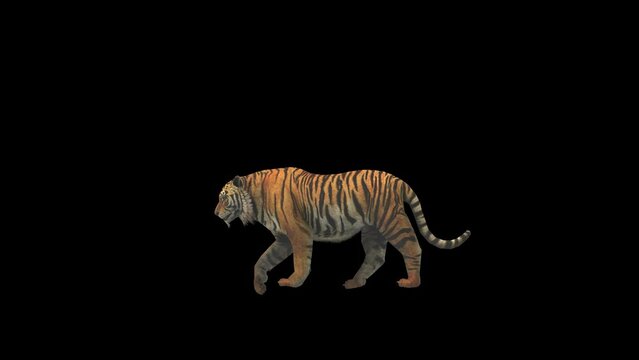 Tiger Walk Transparent Alpha Video Animation  