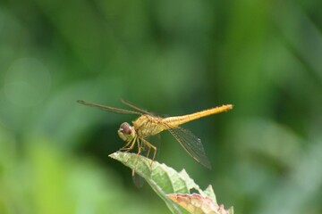 Pantala flavescens dragonfly is perched on a leaf