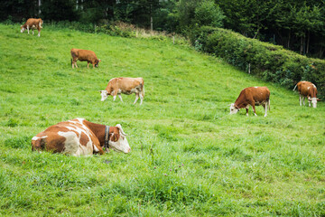 a herd of white and red cows grazes on alpine slopes