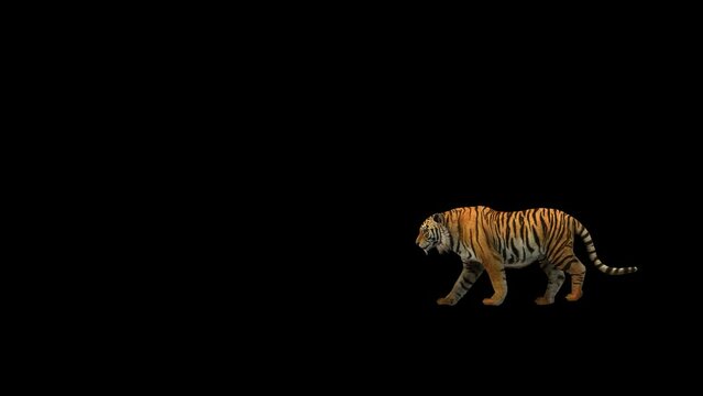Tiger Walk Transparent Alpha Video Animation  
