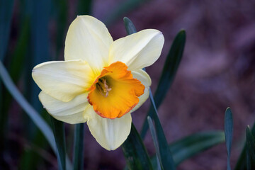 Fototapeta premium White and Yellow daffodils in a garden