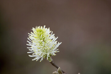 White flower in the garden
