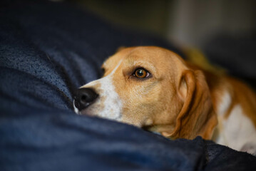 Beagle wishes for something.