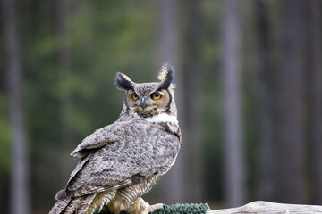 Great Horned Owl outdoors in nature