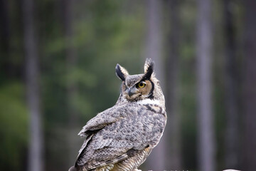 Great Horned Owl outdoors in nature
