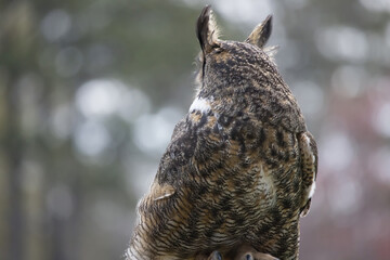 Great Horned Owl outdoors in nature