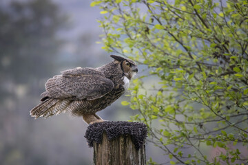 Great Horned Owl outdoors in nature