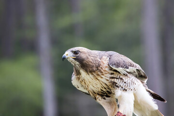 Red Tailed Hawk outdoors