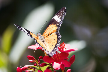 Butterfly in orange, black and white
