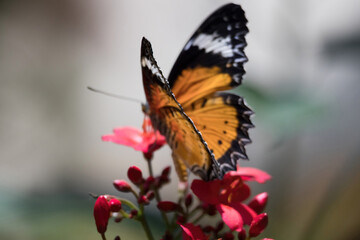 Fototapeta na wymiar Butterfly in orange, black and white