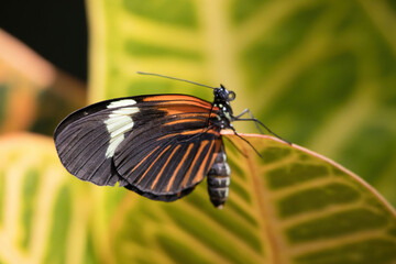 Butterfly in orange, black and white