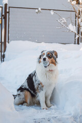 Colourful Australian Shepherd enjoys his first winter. Close-up of a young naughty dog playing with a tennis ball in the snow. A mischievous expression
