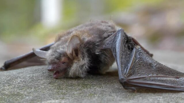 Dead bat in the forest close-up