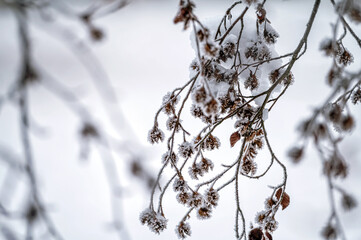 Snow on tree branches. Frost on tree branches. Nature weather closeup. Winter background.