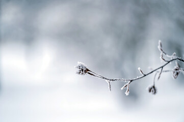 Snow on tree branches. Frost on tree branches. Nature weather closeup. Winter background.