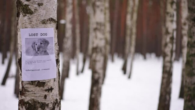 Lost dog announcement on Birch tree trunk on the left in winter park. Placard about missing pet in forest with white snow outdoors with no people