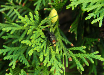 The fly sits on a branch of a coniferous tree.