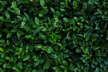 Evergreen hedge.