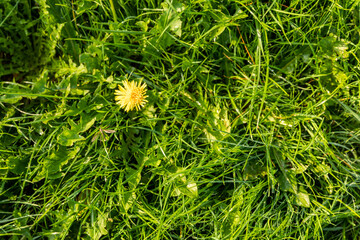 yellow dandelion flower