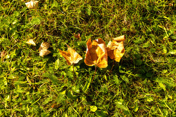 yellow leaves on the grass