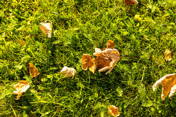 autumn leaves on grass