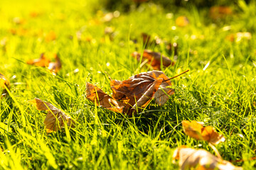 close up of a green grass