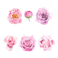 Hand draw watercolor illustration with pink roses. Separate elements