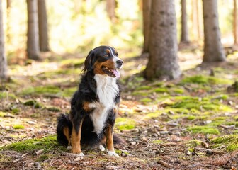 bernese mountain dog  - 556973910
