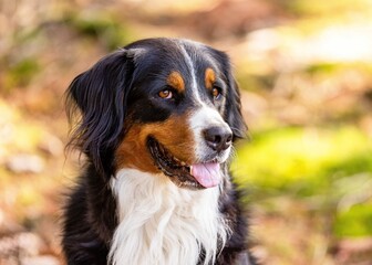 bernese mountain dog portrait - 556973923