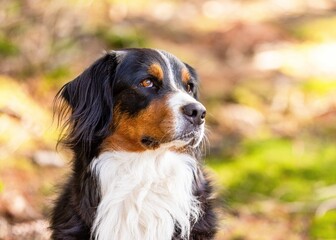 bernese mountain dog portrait - 556973924