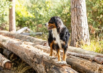bernese mountain dog in a forest
