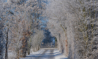 Schneelandschaft oder Winterlandschaft, Schnee und Eis bedeckte Bäume bei einem Ackerland an einem...