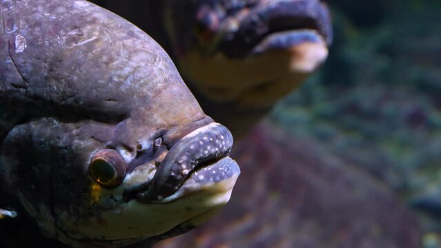 Close up of an elephant ear fish relaxing underwater