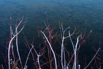 Partially snow-covered red branches touching the frozen surface of lake in December