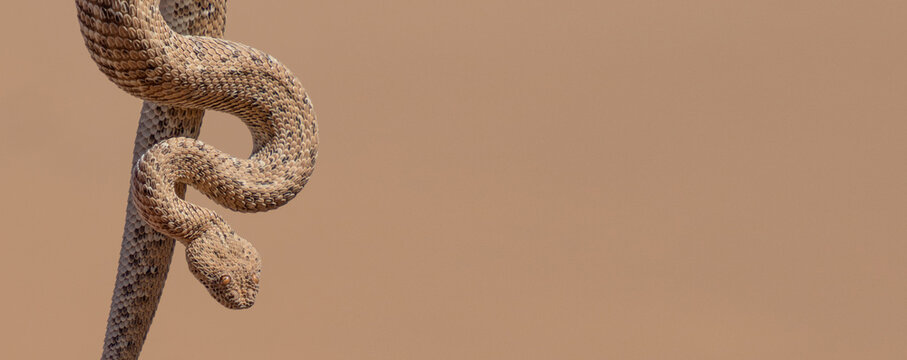 desert sidewinding adder