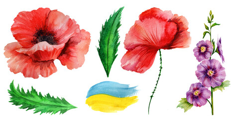 Watercolor poppy flowers isolated on white background.