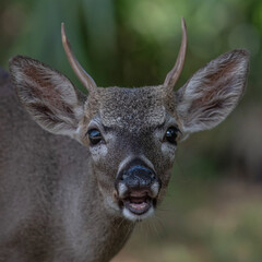 white deer