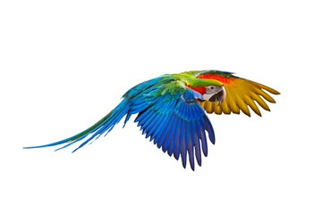 Colorful Harlequin macaw flying isolated on transparent background png file