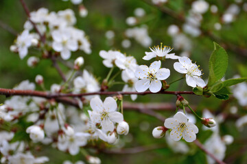 white flowers of blooming apple tree isolated, macro