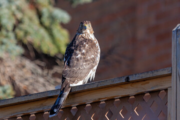 Cooper's Hawk on a Lattice Fence