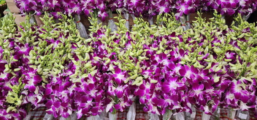 Purple and white dendrobium orchid arranged as beautiful bouquets for sale in community stores. Orchid flowers are popular in worshiping monks because they are a symbol of , friendship, purity.
