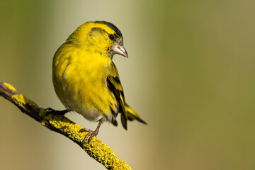 Cute yellow bird sitting on tree branch