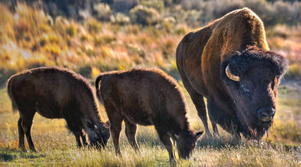 Fototapeta premium buffalo in the field