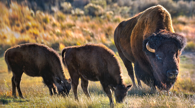 buffalo in the field