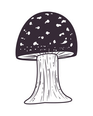 flat big mushroom