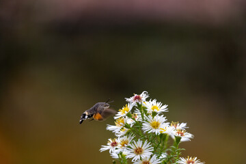 Taubenschwänzchen im Flug
