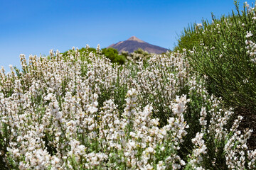 Broom blooming in Teide Nationalpark, Spain