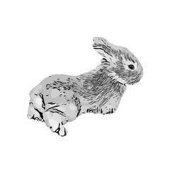 black and white drawing sketch of a rabbit with a transparent background