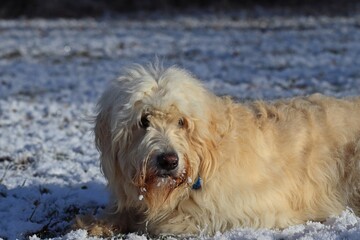 Goldendoodle auf verschneiter Wiese.