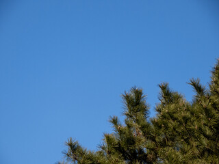 松と青空